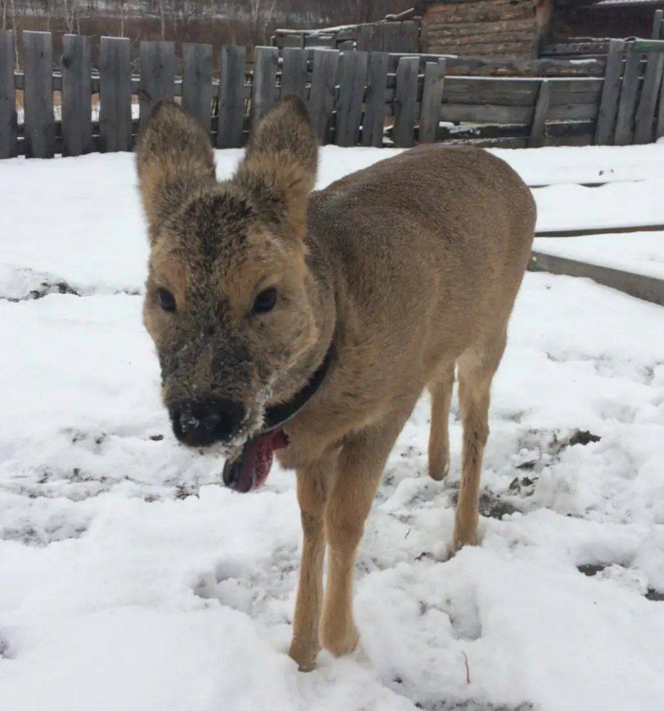 Косуленок Маша обрела семью Косуленок Маша обрела семью