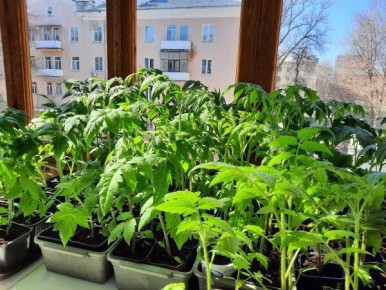 ��� ������� ������������ ����� ��� ������� � �������� �������������