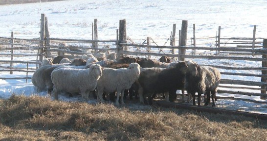 ����������� ����������� ���������� ����������� ��������� ��� ������� �������������������� ��������