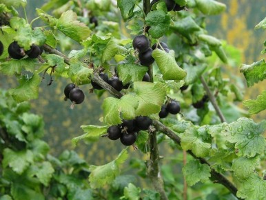 ��� ������� ������� �������� �����: ������ �� ���������