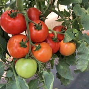 ����� ����: ������ ������ � ������������ � ���� � �������� ������