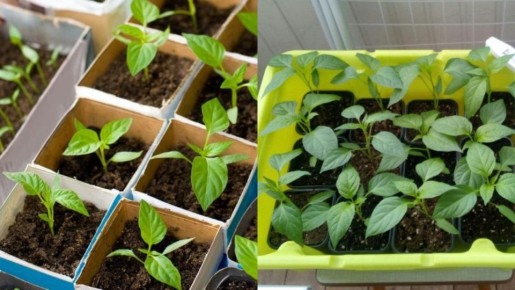 Точные сроки посева перца по природным признакам и как всходы достигают 70%