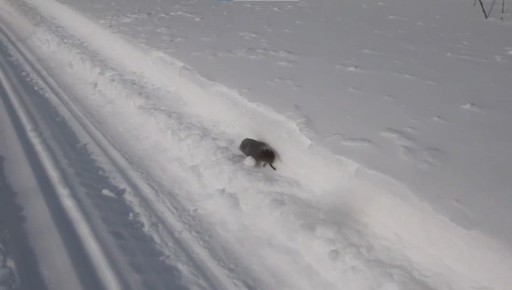 � ���������� ���� ��������� ��������� ����������, ������� �������� ������ ���� ����� �������� � ���������