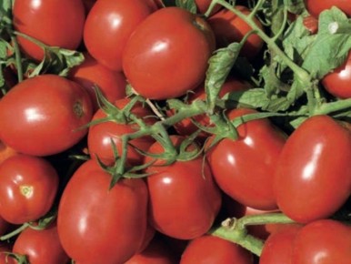 Томат Вулкан: спокойный взгляд на устойчивый урожай в открытом грунте