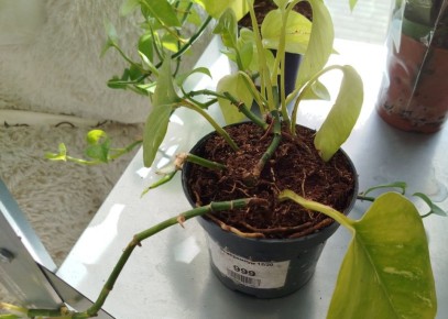 ��������� ����������: ��� ������� ���� � ��������� �� ����� ����������