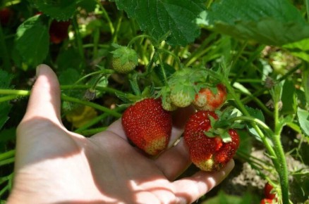 Как выбор сортов клубники превращает обычный сезон в урожайную ягодную копилку