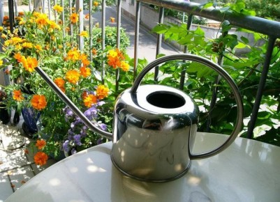 Кефир как секрет здоровья для растений