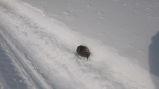 Инспекторы из Забайкалья уладили крайне любопытный «конфликт»