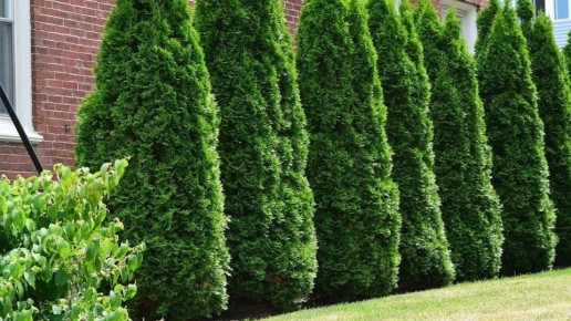 Летняя подкормка туй: секреты для яркой хвои и активного роста