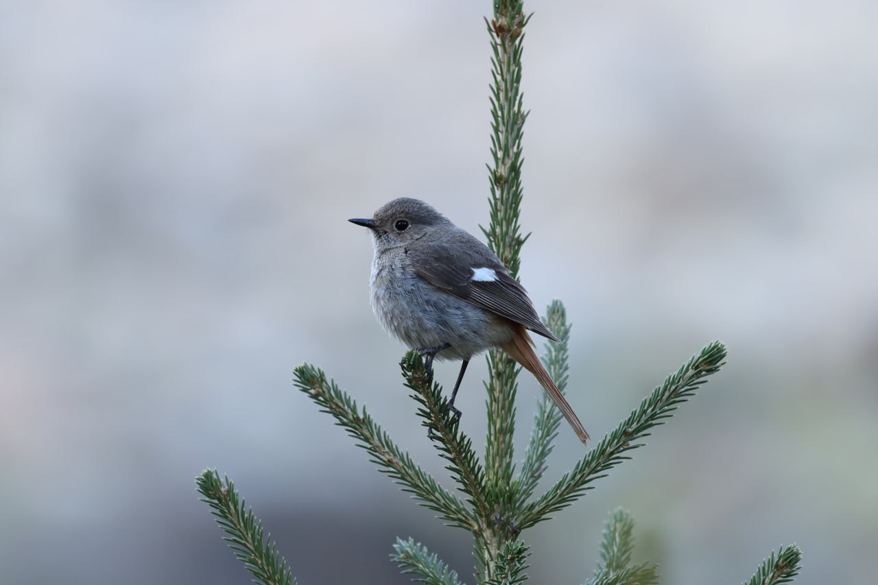 Доброе утро жители Забайкалья и гости региона! Сегодня 31 января — суббота