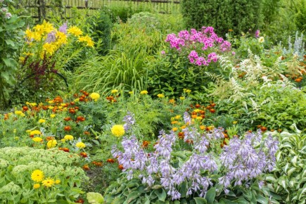Как избежать разочарования при создании цветников из многолетников