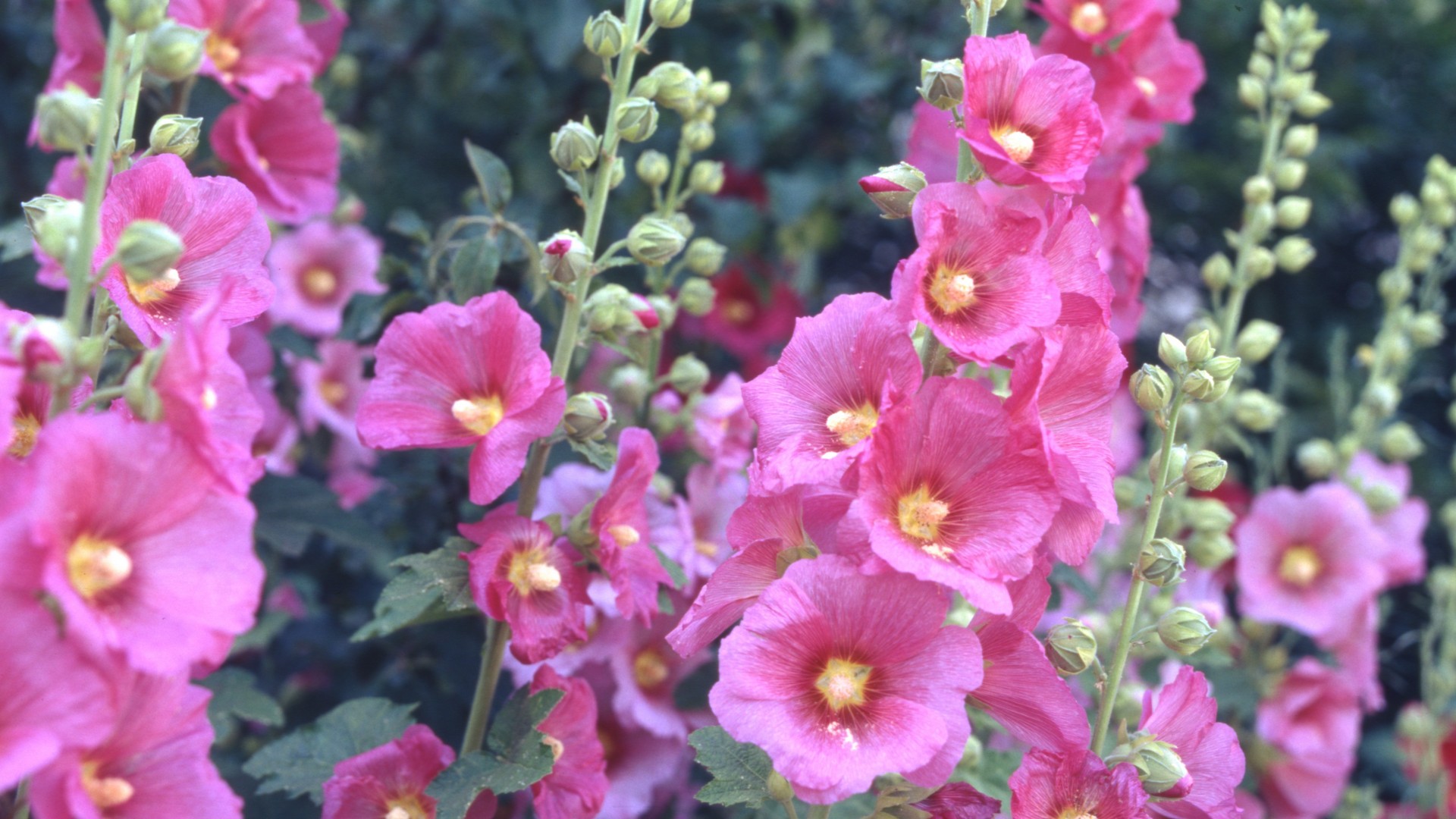 Красота на даче без лишних хлопот: почему садовую мальву не нужно готовить к зиме