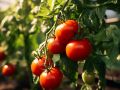 Как продлить сезон сбора помидоров: советы опытных садоводов