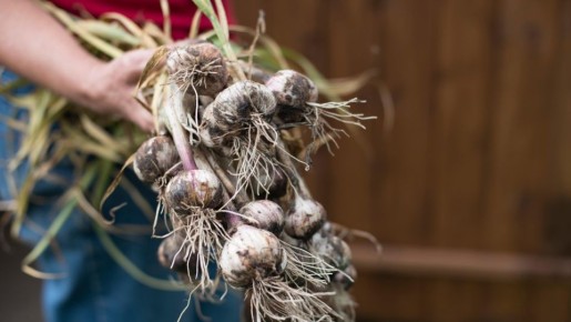 Вот когда нужно удалять стрелки у чеснока: не упустите подходящий момент