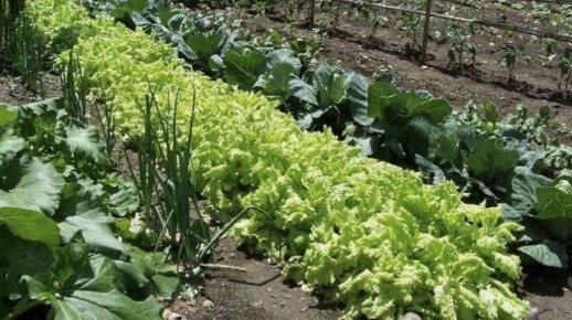 Июнь в саду: как справиться с вызовами летнего сезона