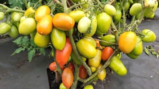 Топ-10 сортов помидоров для стабильного урожая даже в плохую погоду