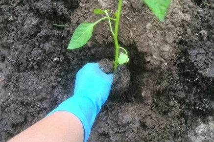 ��� �������� ���������������� ������ ��� ������� ������� �����