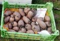 Картофель по новому: эксперимент с методом Балабанова