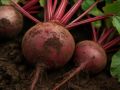 Сорта свёклы для хранения: как сохранить вкусовые качества до весны