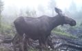Лосиха и её детёныш попали в объектив фотоловушки в Забайкалье