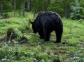 Двух вышедших к сёлам медведей отстрелили в округах Забайкалья за сутки