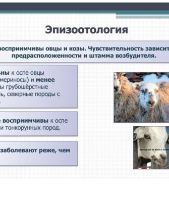 Овечья оспа: угроза для овцеводства или забытая болезнь?