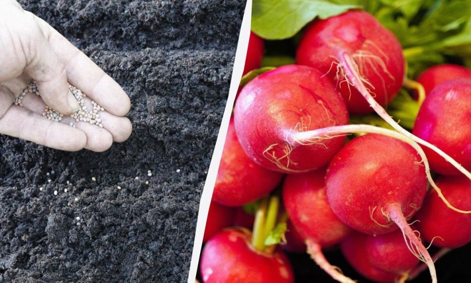 Советы по зимней посадке редиски: когда и как сеять для отменного урожая