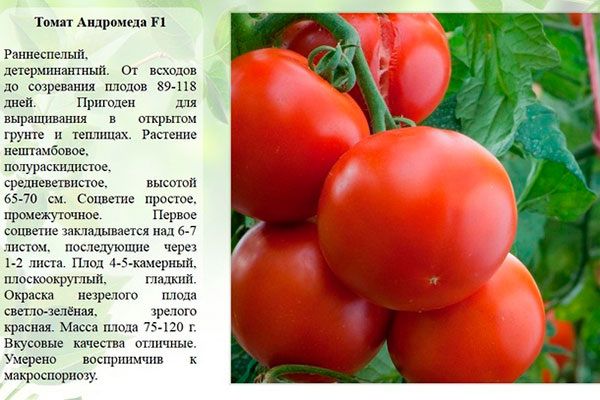 Томат Андромеда: гибрид, который покорил сердца огородников