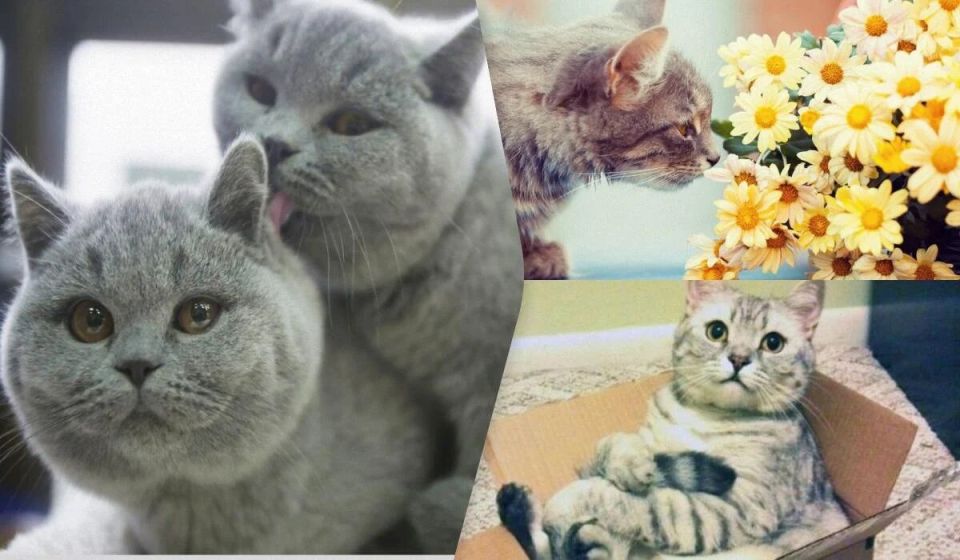 Умные кошки: какие породы могут удивить своим интеллектом