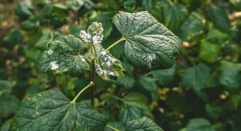 Как защитить смородину от белой пятнистости: комплексная обработка в сентябре