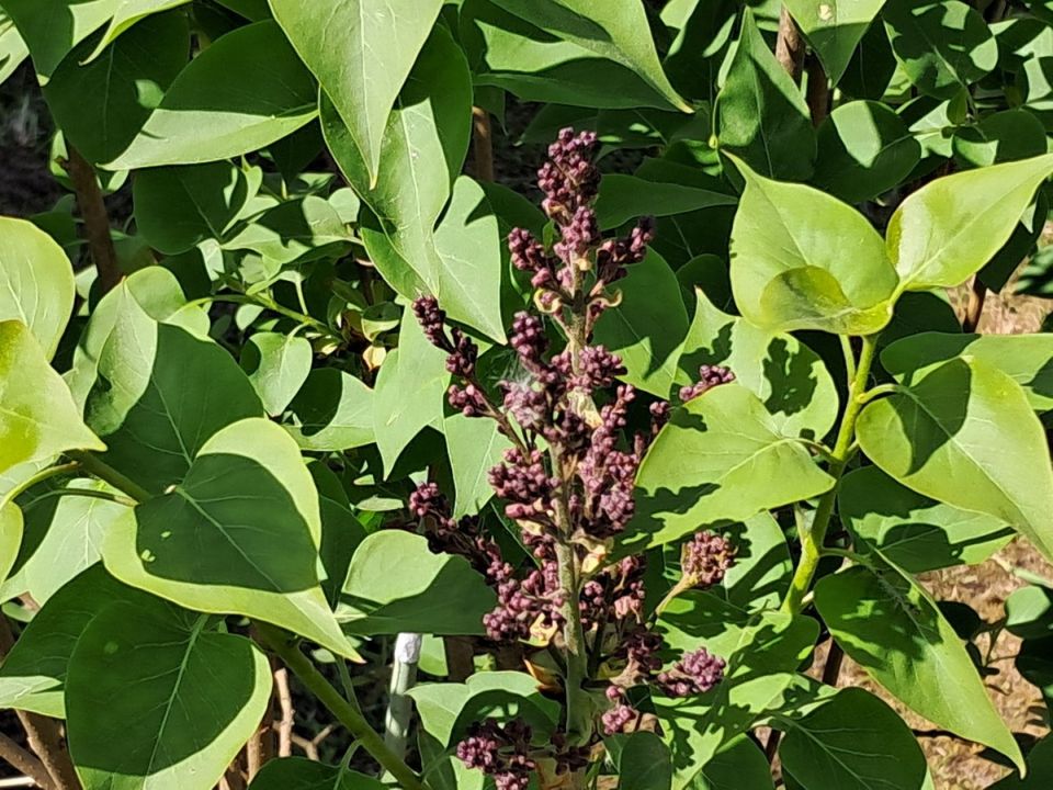 Почему ваша сирень не цветет: основные причины и советы по уходу