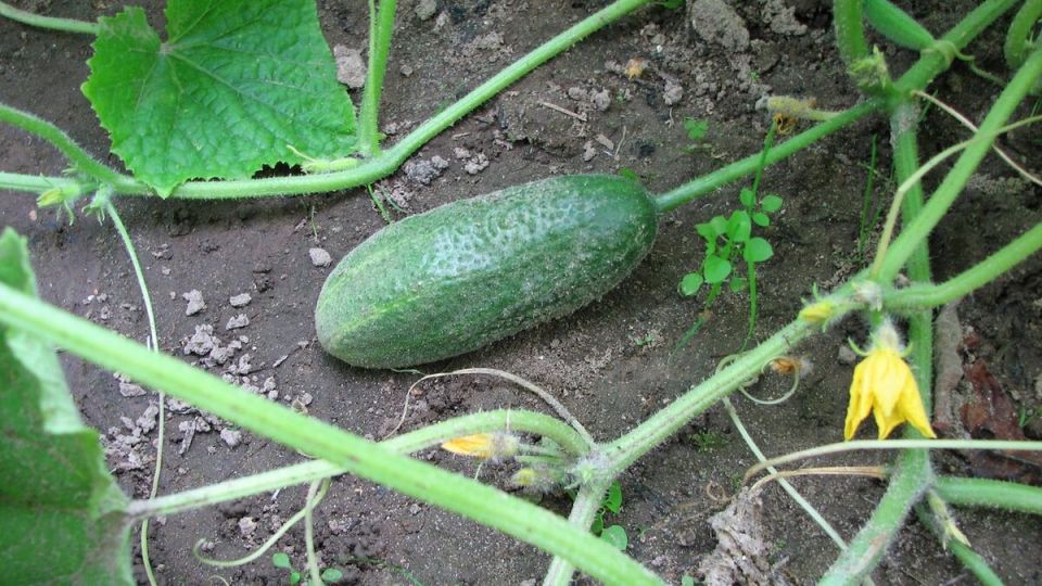 Оригинальные способы подвязки огурцов