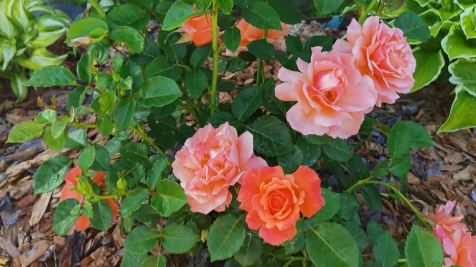 Как правильно обрезать розы: советы опытных садоводов для второго цветения