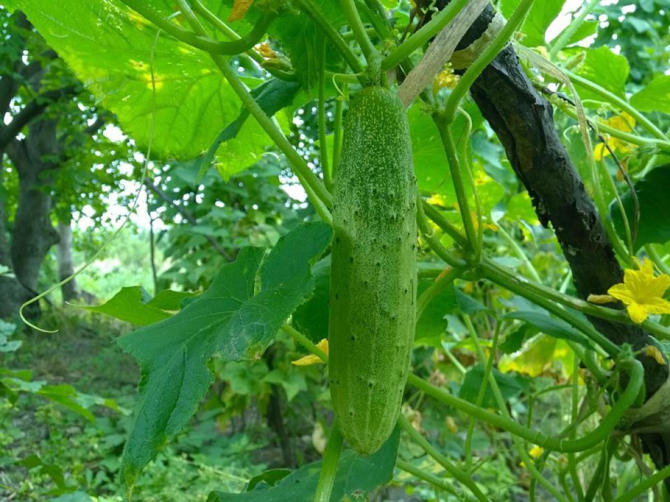 Неподходящие соседи для огурцов: как сохранить урожай