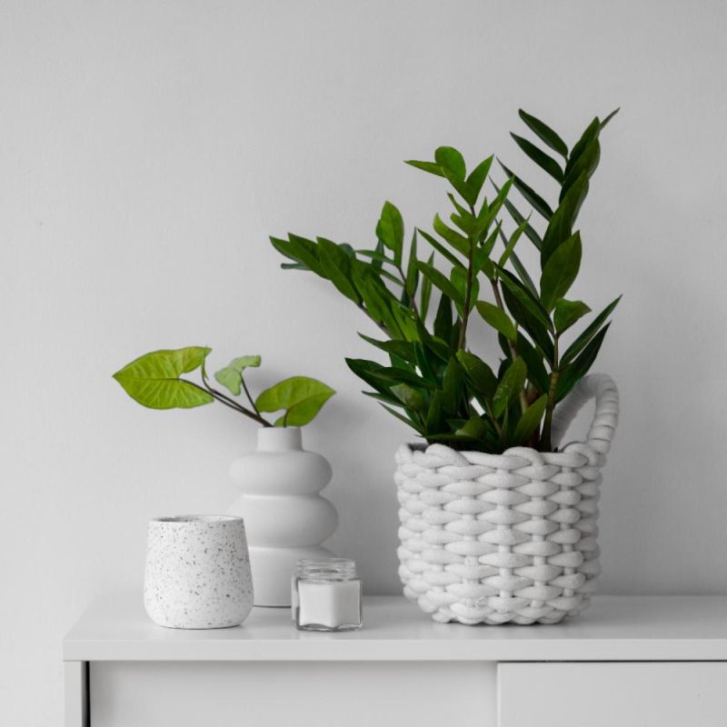 Плесень в горшках: причины и решения