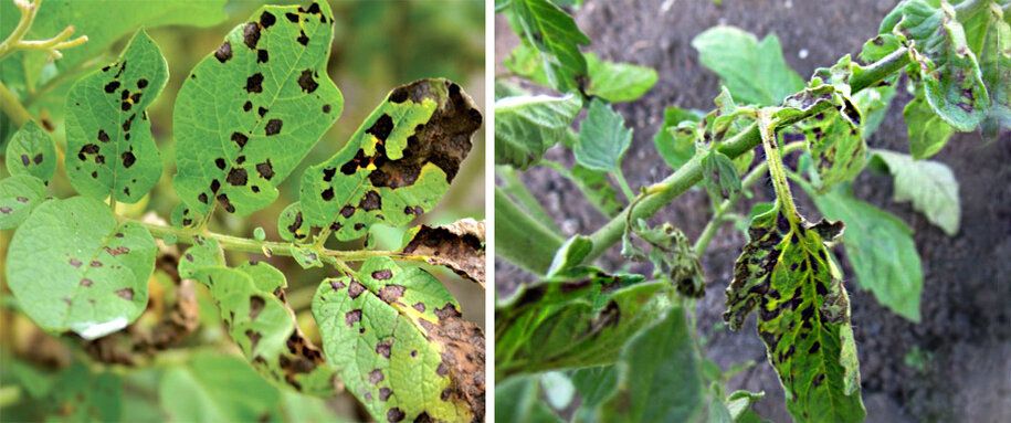 Как защитить ваши растения от фитофторы: советы и рекомендации на июль