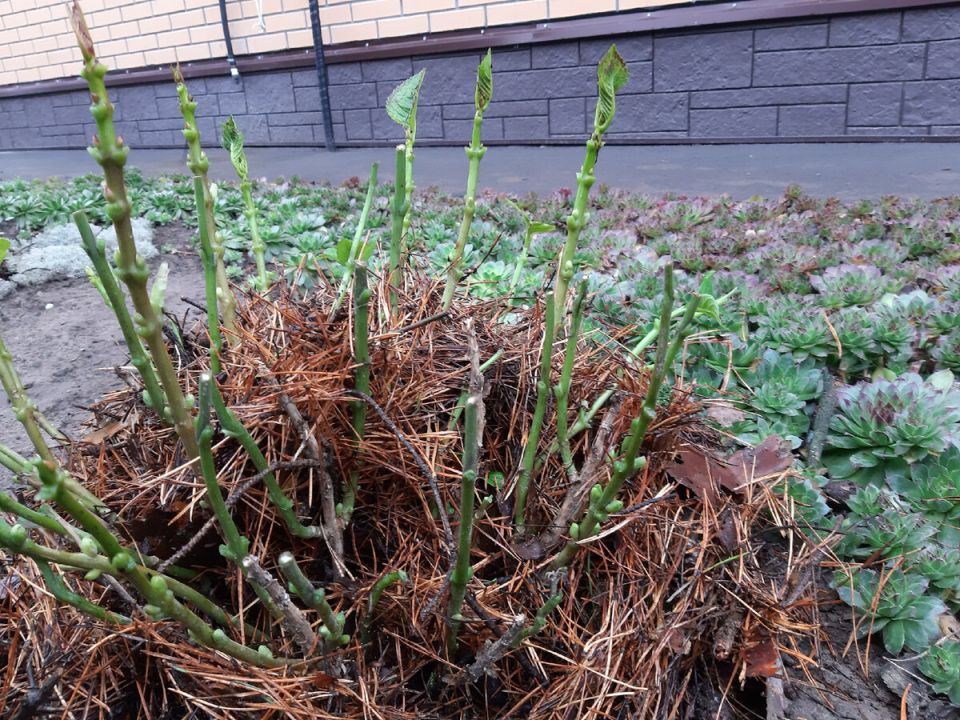 Как правильно укрыть крупнолистную гортензию для успешной зимовки