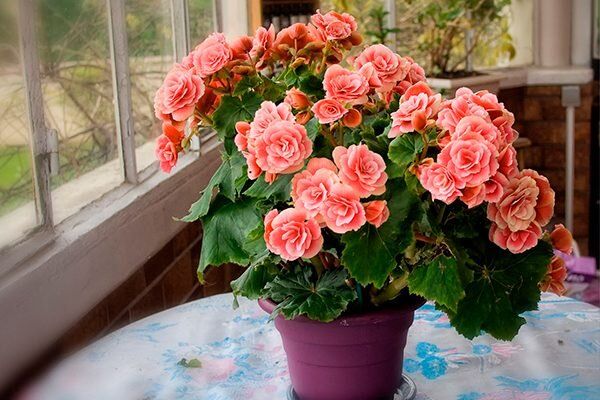 Секреты ухода за бегониями: что делать после цветения?