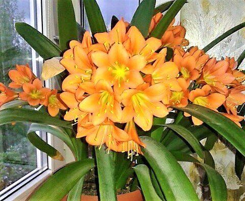 Кливия киноварная: секреты ухода за удивительной красавицей