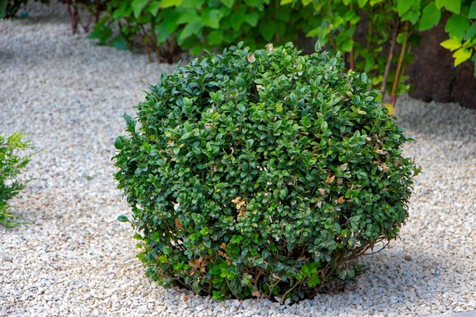 Размножение самшита: что нужно знать