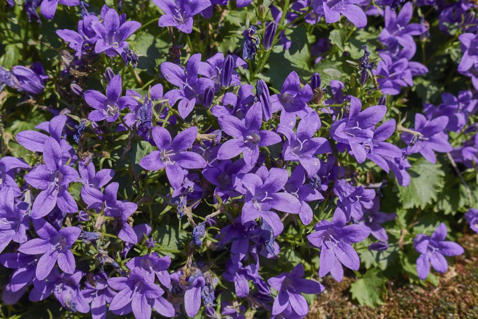 Как сделать цветник неповторимым с помощью колокольчиков: практические советы