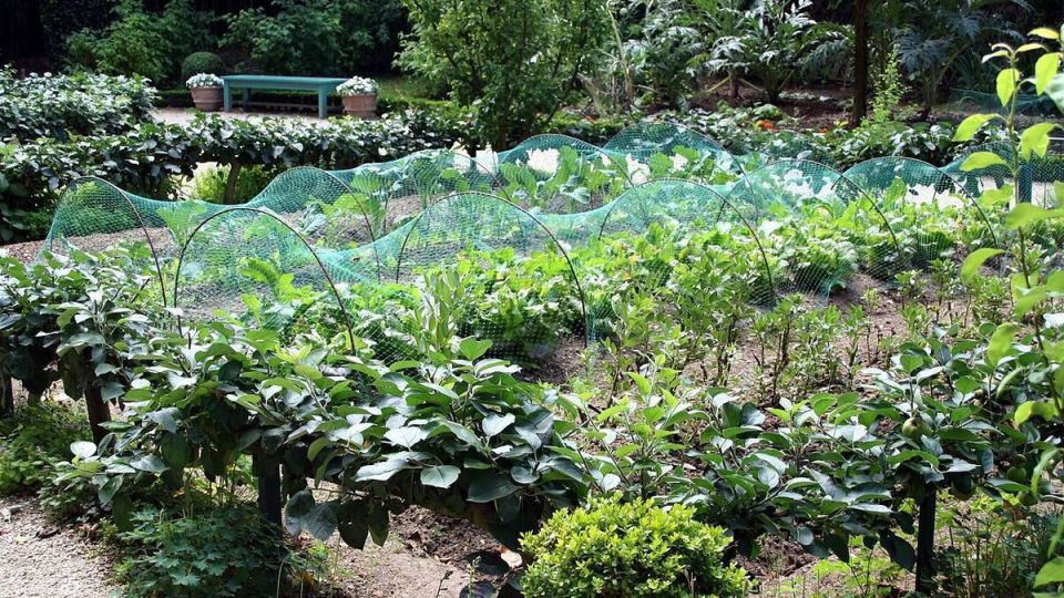 Почему весной использование железного купороса может навредить вашему саду