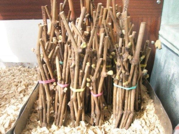 Все о прививке винограда: от идеи до реализации