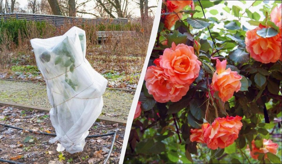 Как правильно укрыть розы на зиму: советы для цветоводов