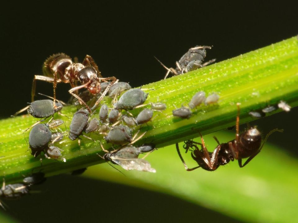 Как экологично избавиться от муравьев на своем участке: простые советы