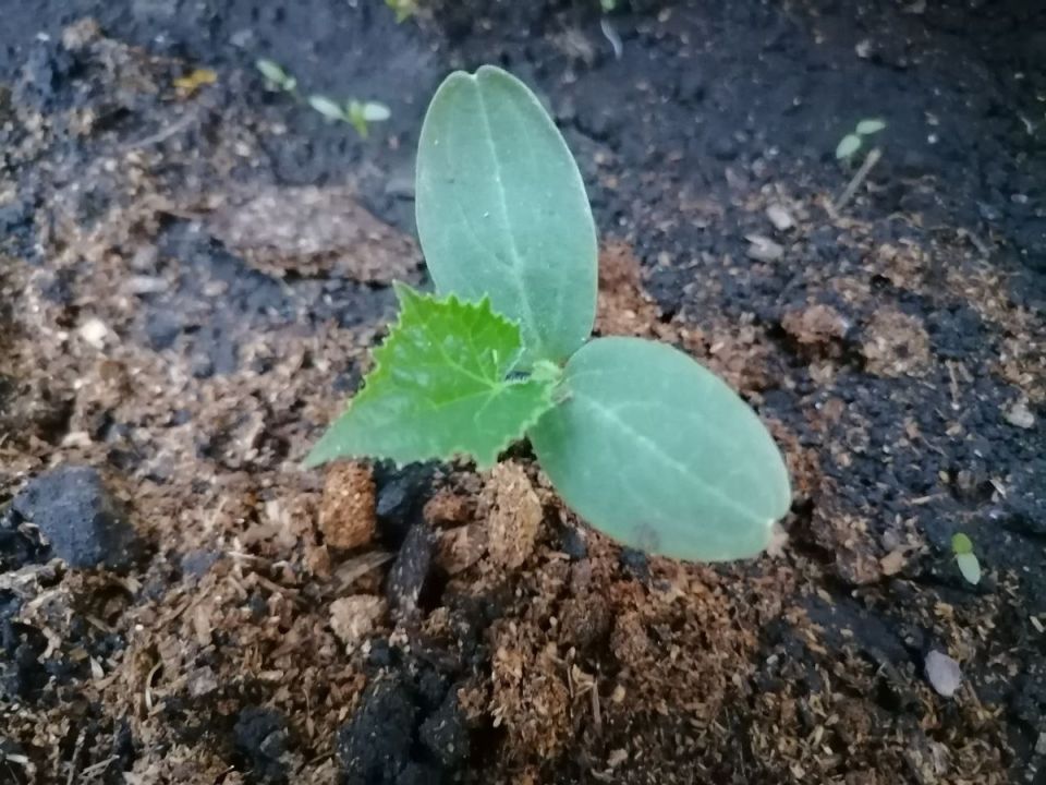 Секреты успешной подкормки огурцов: что нужно знать садоводам