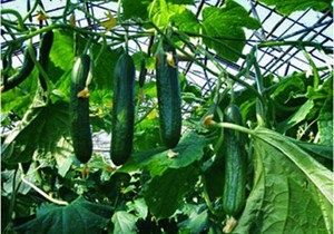 Гибриды-партенокарпики: Понимание их природы и секреты выращивания