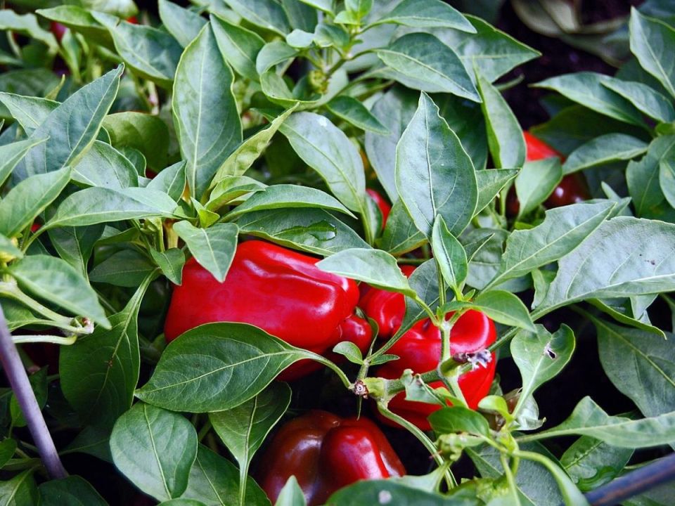 Опасность вертициллезного увядания перца: признаки и меры борьбы