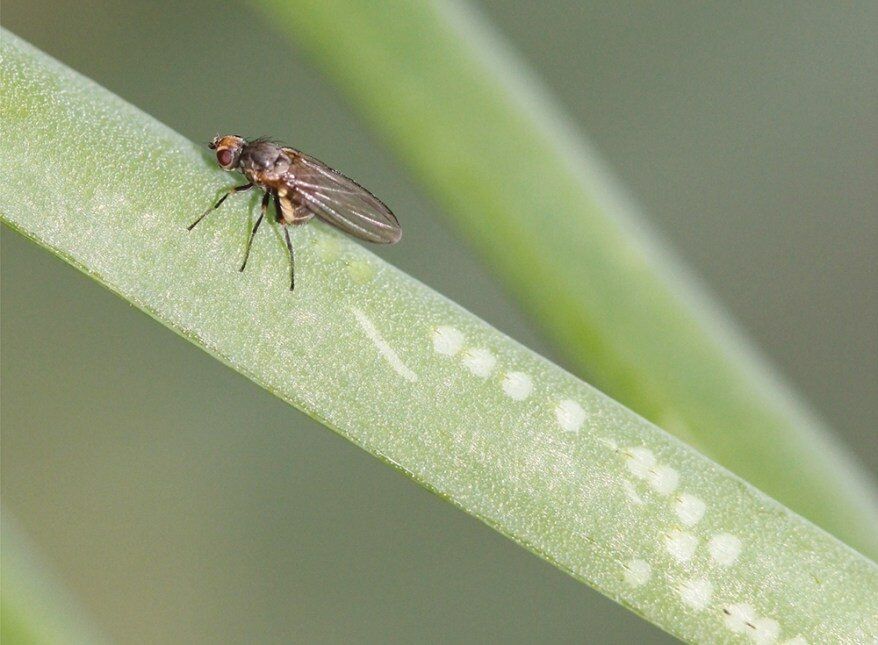 Эффективные методы борьбы с луковой мухой: защита урожая и народные советы