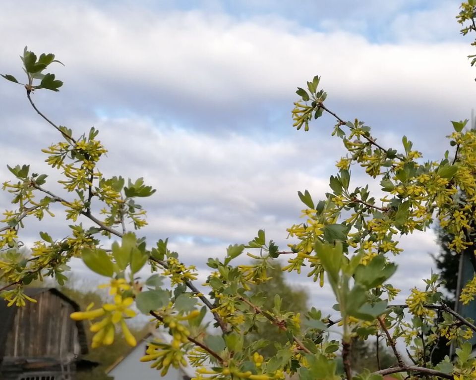 Удивительное разнообразие смородины: от золотистой до кроваво-красной